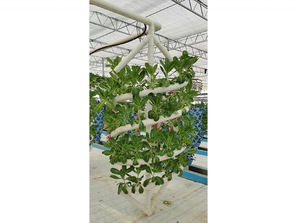 無(wú)土栽培大螺旋種植